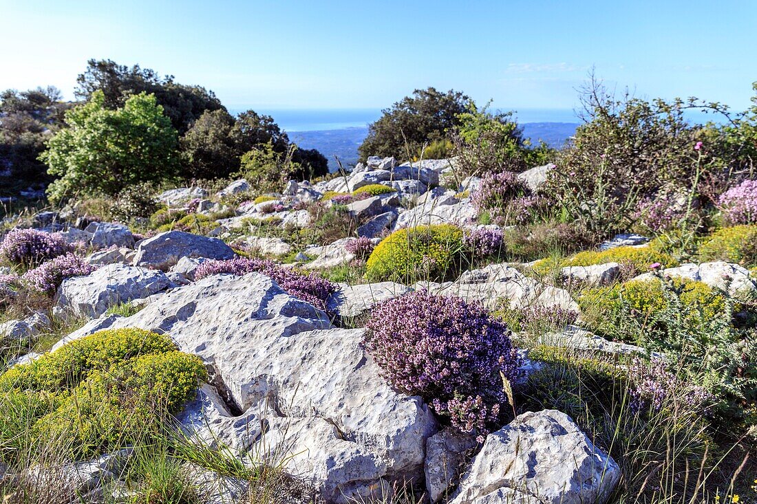 Frankreich, Alpes Maritimes, Regionaler Naturpark der Alpen, Gourdon, Cavillore Pass (1030 m), Gewöhnlicher Thymian (Thymus vulgaris) blüht