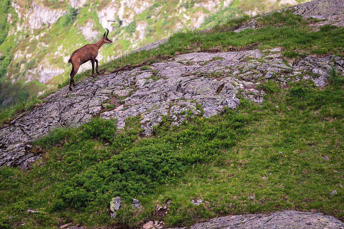 Frankreich, Hautes Alpes, Nationalpark Ecrins, Tal von Valgaudemar, La Chapelle en Valgaudemar, Gämse im Gletscherzirkus von Gioberney