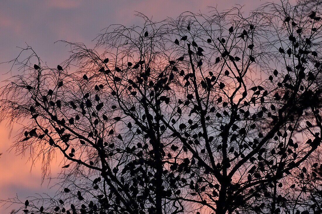 France, Doubs, Swiss border, bird, Chaffinch (Fringilla montifringilla) gathering in dormitory for the night\n