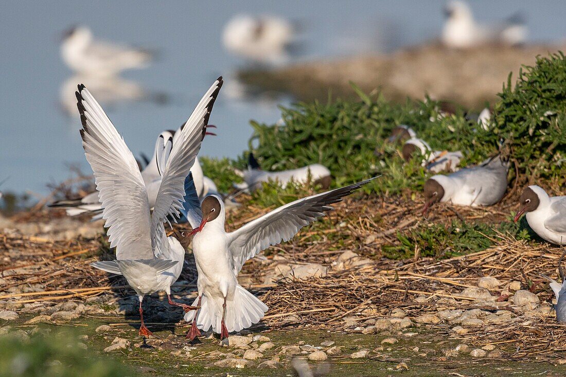 Frankreich, Somme, Somme-Bucht, Crotoy-Sumpf, Le Crotoy, jedes Jahr lässt sich eine Lachmöwenkolonie (Chroicocephalus ridibundus) auf den kleinen Inseln des Crotoy-Sumpfes nieder, um zu nisten und sich fortzupflanzen, dabei kommt es häufig zu Konflikten