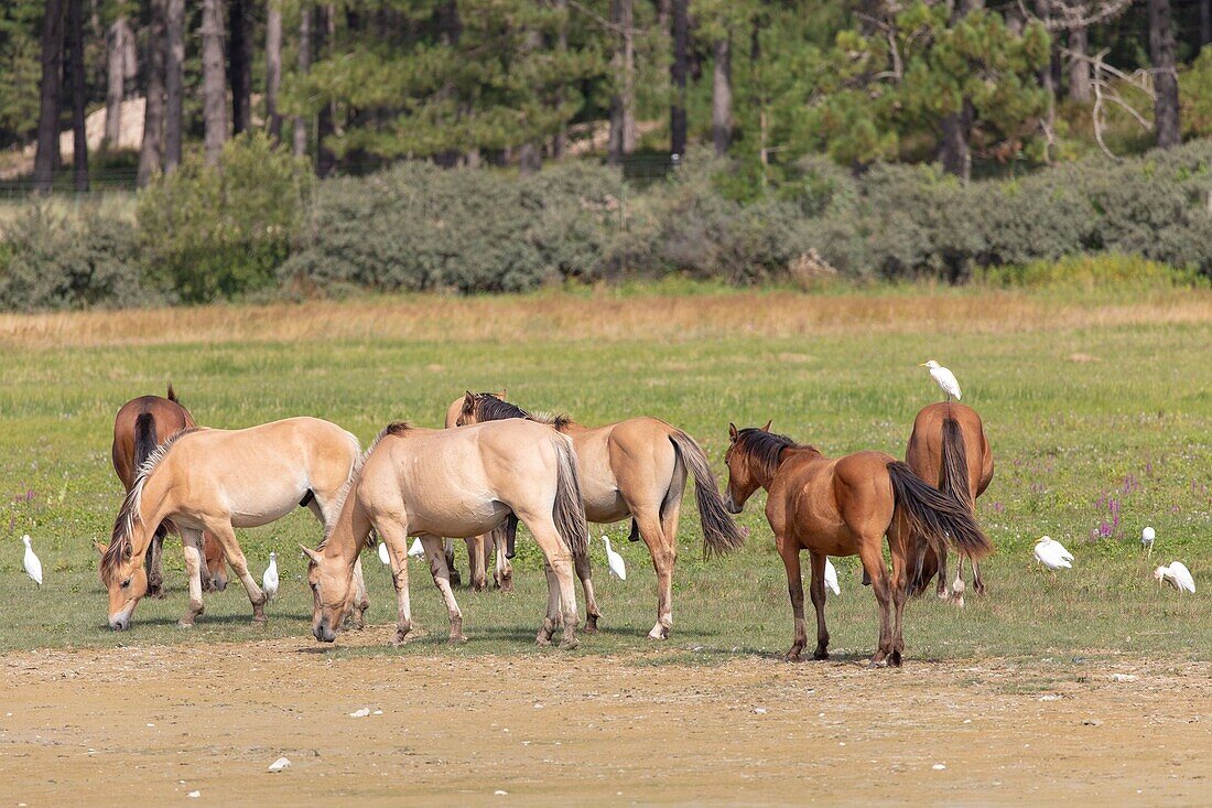 France, Somme, Baie de Somme, Saint Quentin en Tourmont, Natural Reserve of the Baie de Somme, Ornithological Park of Marquenterre, Henson horses\n