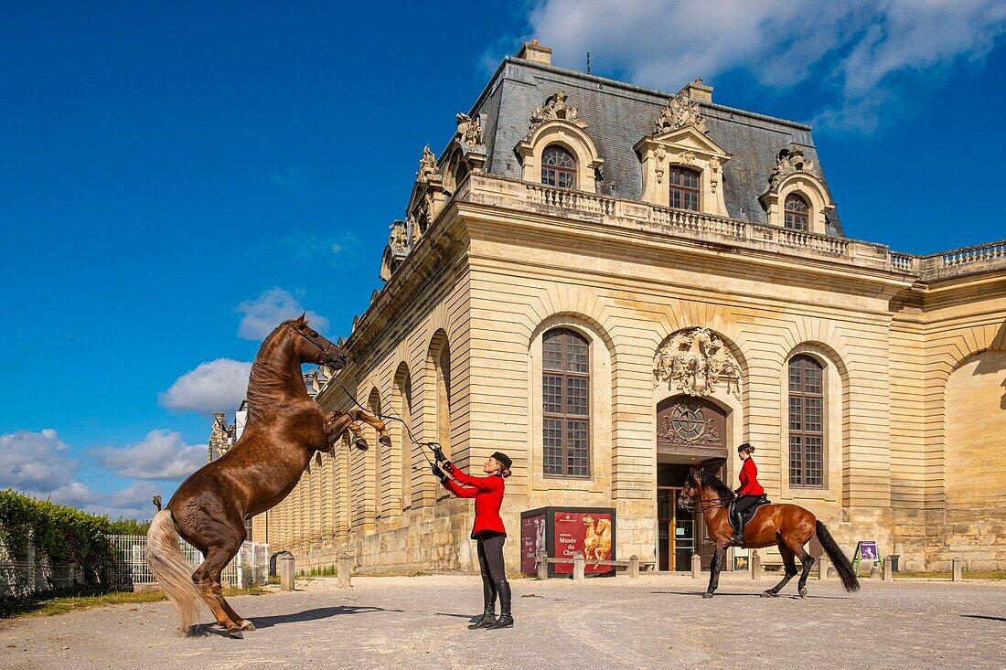 France, Oise, Chantilly, the castle of Chantilly, the Grandes Ecuries, in front of the entry Clara makes up his horse.\n