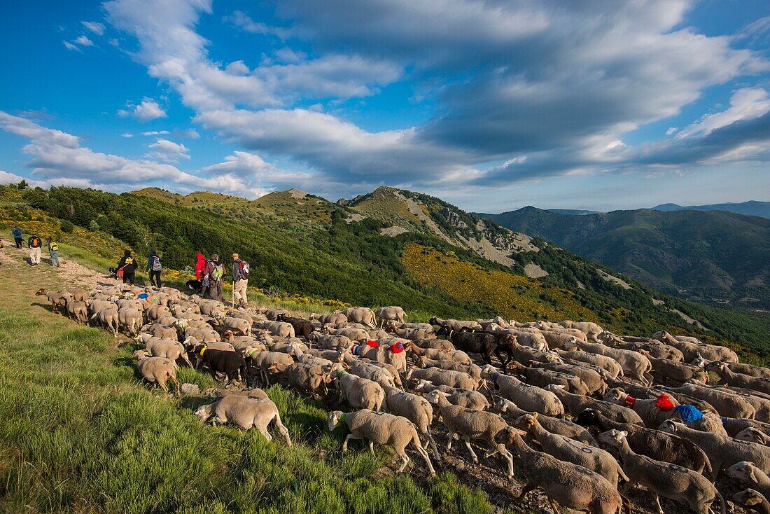 France, Ardeche, parc naturel régional des Monts d'Ardeche (Regional natural reserve of the Mounts of Ardeche), Laboule, transhumance on the Tanargue Massif\n