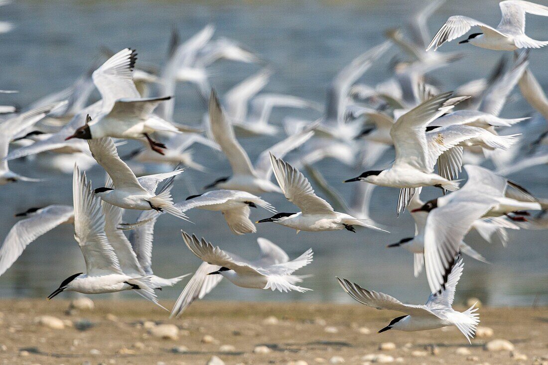 Frankreich, Somme, Baie de Somme, Cayeux sur Mer, der Hable d'Ault beherbergt regelmäßig eine Kolonie von Brandseeschwalben (Thalasseus sandvicensis ) zur Brutzeit, hier verursacht ein Greifvogel den Flug aller Vögel