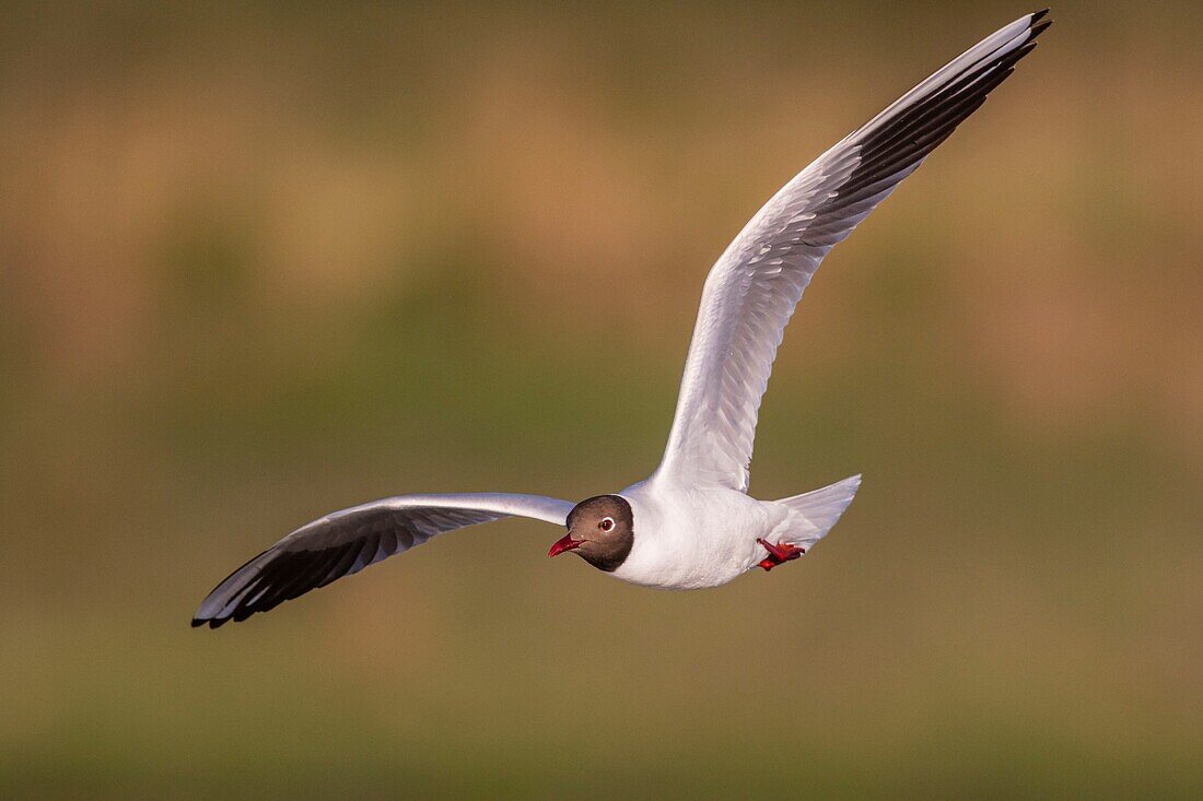 Frankreich, Somme, Baie de Somme, Le Crotoy, Der Sumpf von Crotoy beherbergt jedes Jahr eine Kolonie von Lachmöwen (Chroicocephalus ridibundus), die auf den Inseln in der Mitte der Teiche nisten und sich fortpflanzen