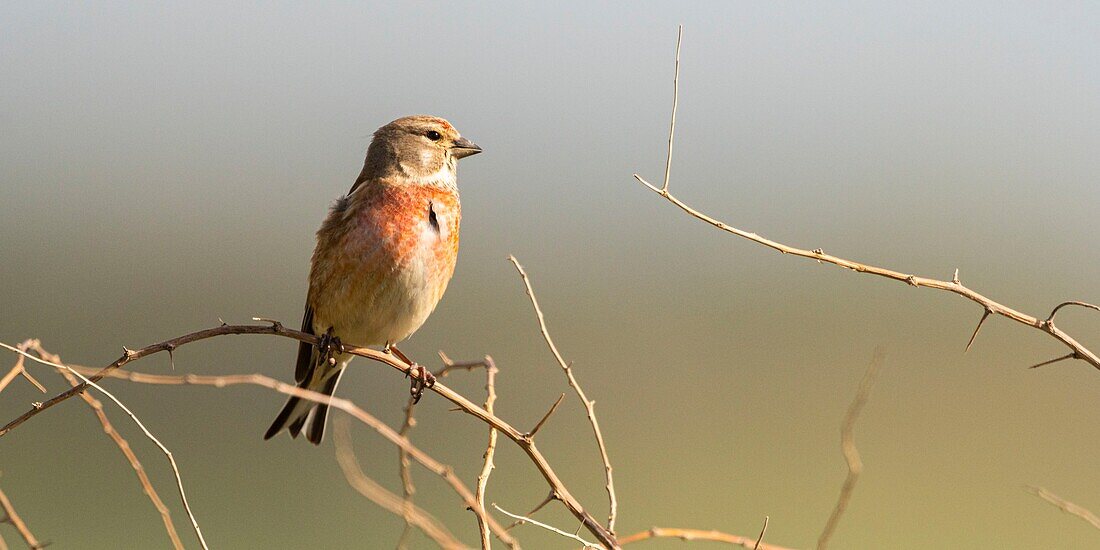 France, Somme, Baie de Somme, Cayeux sur Mer, The Hable d'Ault, Common Linnet (Linaria cannabina)\n