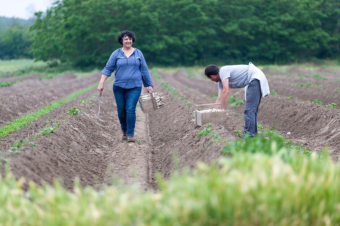 France, Indre et Loire,Courcoué, picking asparagus\n