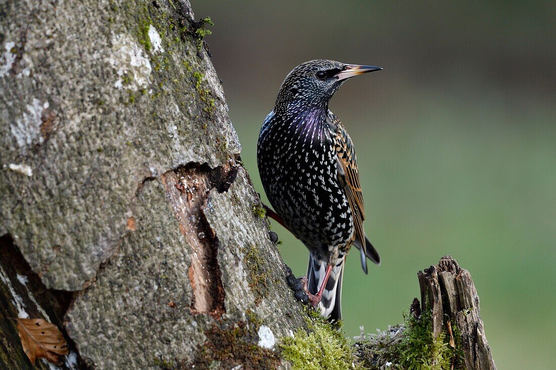 France, Doubs, bird, starling (Sturnus vulgaris) perched on a root\n