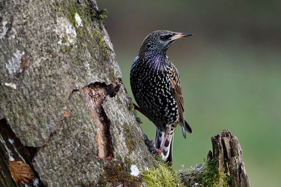 Frankreich, Doubs, Vogel, Star (Sturnus vulgaris) auf einer Wurzel sitzend