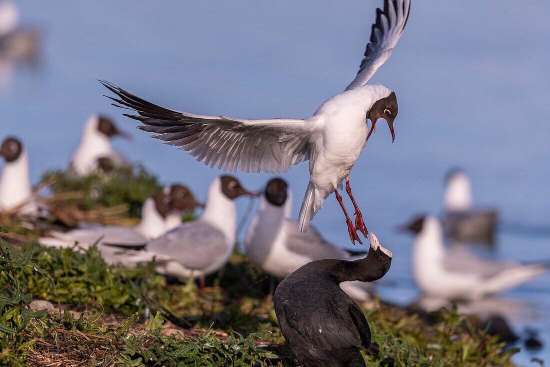 Frankreich, Somme, Baie de Somme, Le Crotoy, Der Sumpf von Crotoy beherbergt jedes Jahr eine Lachmöwenkolonie (Chroicocephalus ridibundus - Lachmöwe), die zum Nisten und zur Fortpflanzung auf die Inseln in der Mitte der Teiche kommt, Konflikte sind häufig, hier mit einem Blässhuhn, das beschlossen hat, auch in der Mitte der Kolonie zu nisten