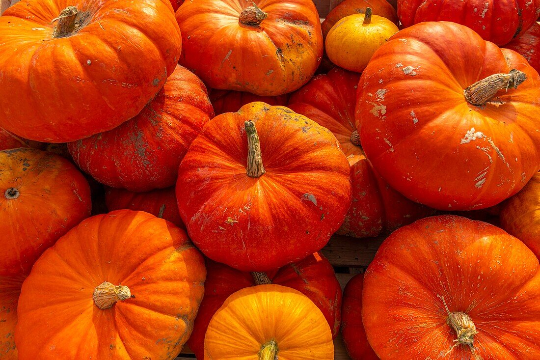 France, Somme, Quend-Plage, Pumpkins on the stall of a market gardener\n
