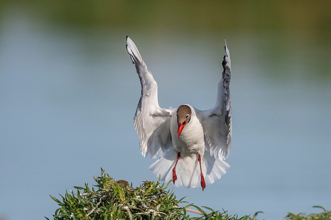 France, Somme, Bay of the Somme, Crotoy Marsh, Le Crotoy, every year a colony of black-headed gulls (Chroicocephalus ridibundus - Black-headed Gull) settles on the islets of the Crotoy marsh to nest and reproduce\n