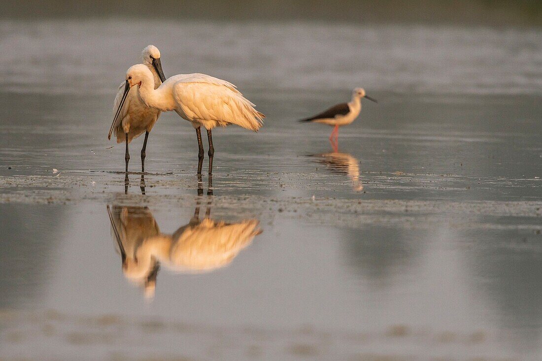 France, Somme, Somme Bay, Le Crotoy, Crotoy Marsh, Spoonbill (Platalea leucorodia Eurasian Spoonbill), grooming session in common and mutual to maintain social bonds\n