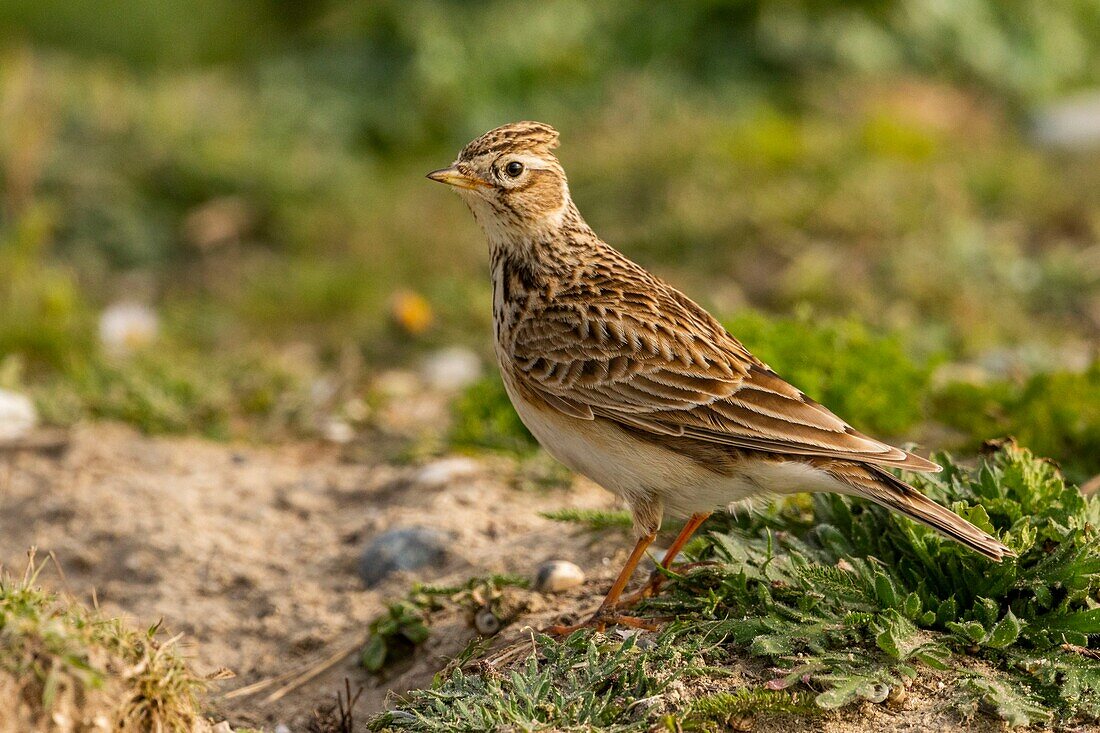 France, Somme, Baie de Somme, Cayeux sur Mer, The Hable d'Ault, Meadow Pipit (Anthus pratensis)\n