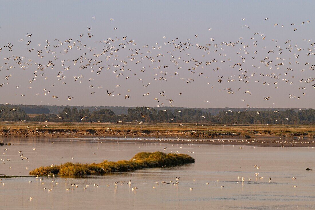 Frankreich, Somme, Somme-Bucht, Saint-Valery-sur-Somme, Flug von Lachmöwen auf dem Kanal der Somme gegenüber den Salzwiesen