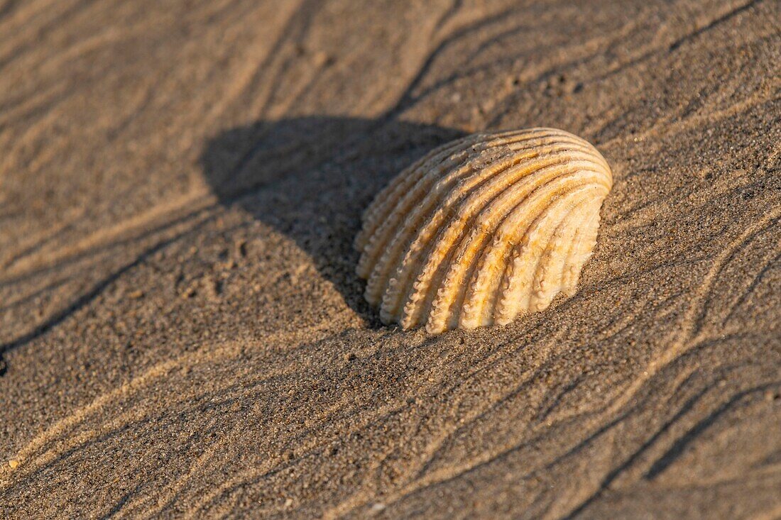 Frankreich, Somme, Baie de Somme, Le Hourdel, Jakobsmuschel auf dem Sand