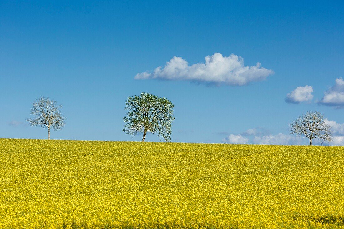 France, Meurthe et Moselle, colza field in bloom in the countryside around Jaulny\n