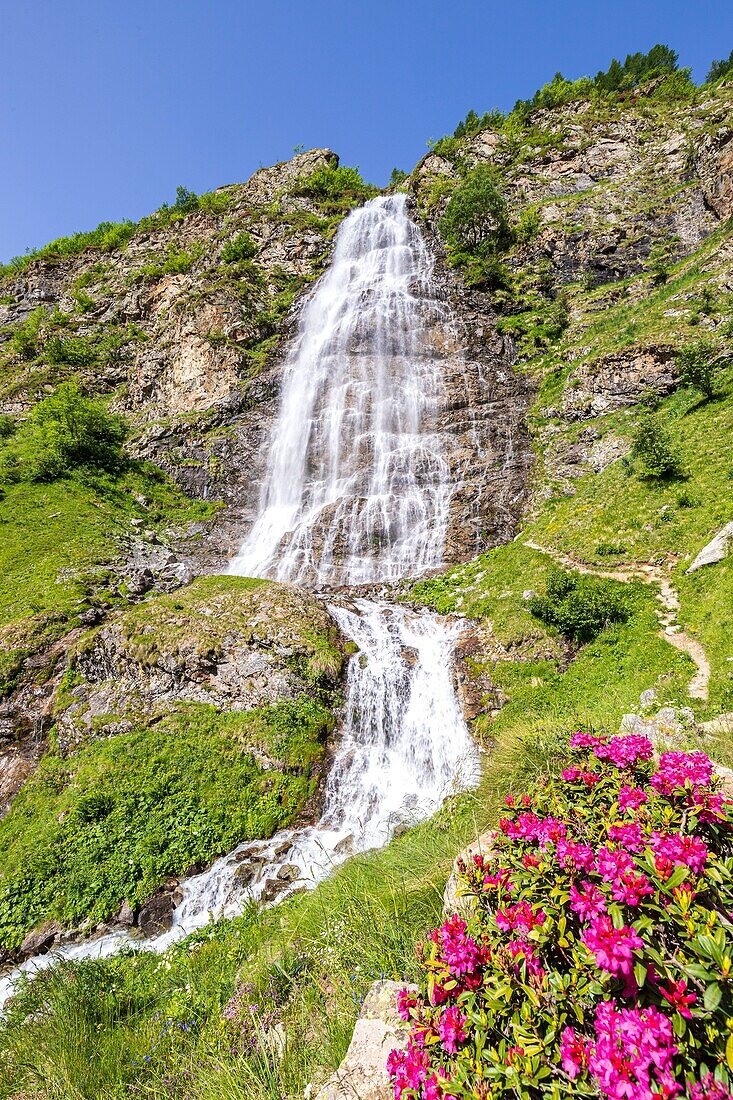 Frankreich, Hautes Alpes, Nationalpark Ecrins, Tal von Valgaudemar, La Chapelle en Valgaudemar, die Gioberney, der Wasserfall des Voile de la Mariée (Brautschleier) und blühender Rhododendron ferruginous (Rhododendron ferrugineum)