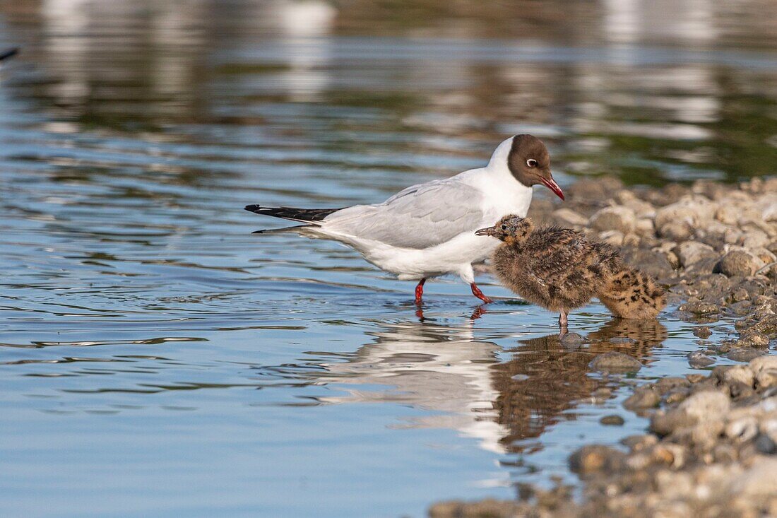 France, Somme, Bay of the Somme, Crotoy Marsh, Le Crotoy, every year a colony of black-headed gulls (Chroicocephalus ridibundus - Black-headed Gull) settles on the islets of the Crotoy marsh to nest and reproduce chicks have important mimicry to protect themselves from predators\n