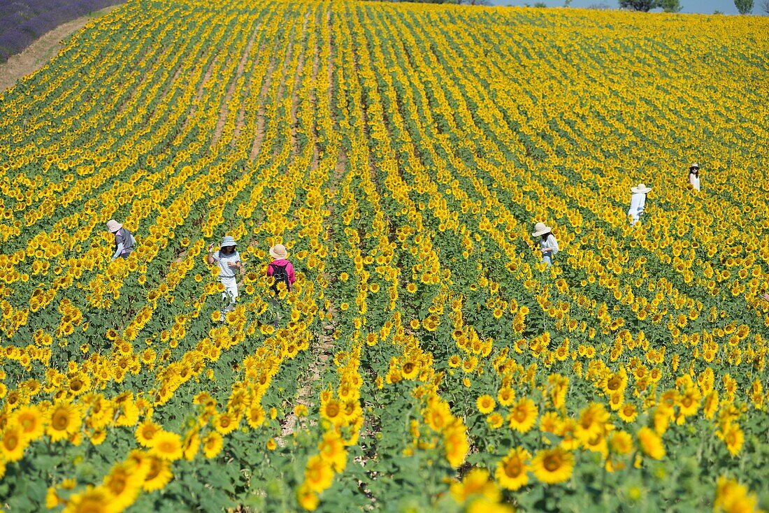 France, Alpes de Haute Provence, plateau of Valensole, sunflower fields\n