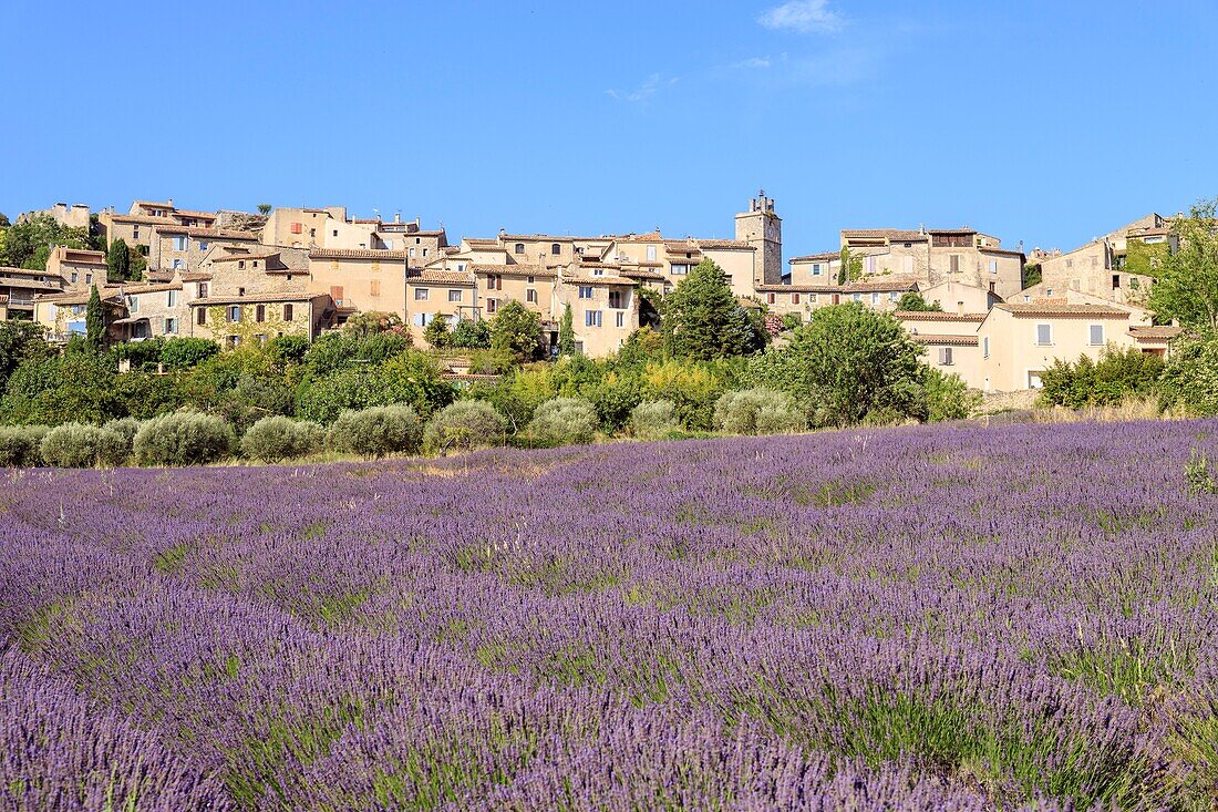 France, Vaucluse, regional natural reserve of Luberon, Saignon, lavender field in bloom at the foot of the village\n