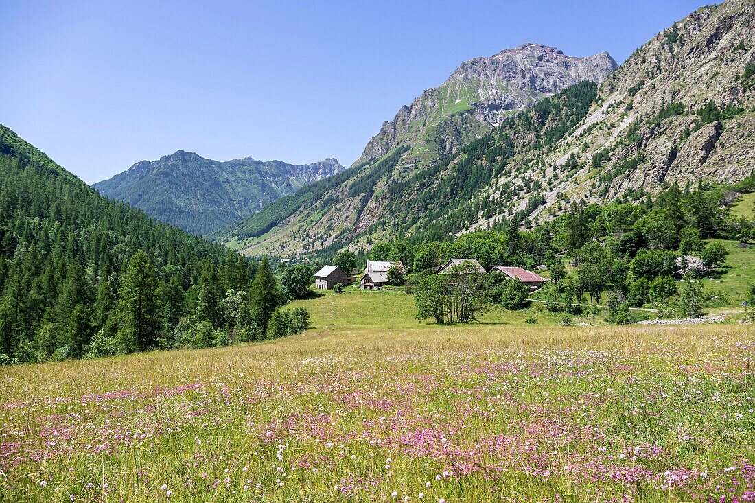 France, Hautes Alpes, Ecrins National Park, Champsaur Valley, Drac Valley of Champoléon, Clots hamlet, flowerbed of Sequier's Pink (Dianthus seguieri)\n