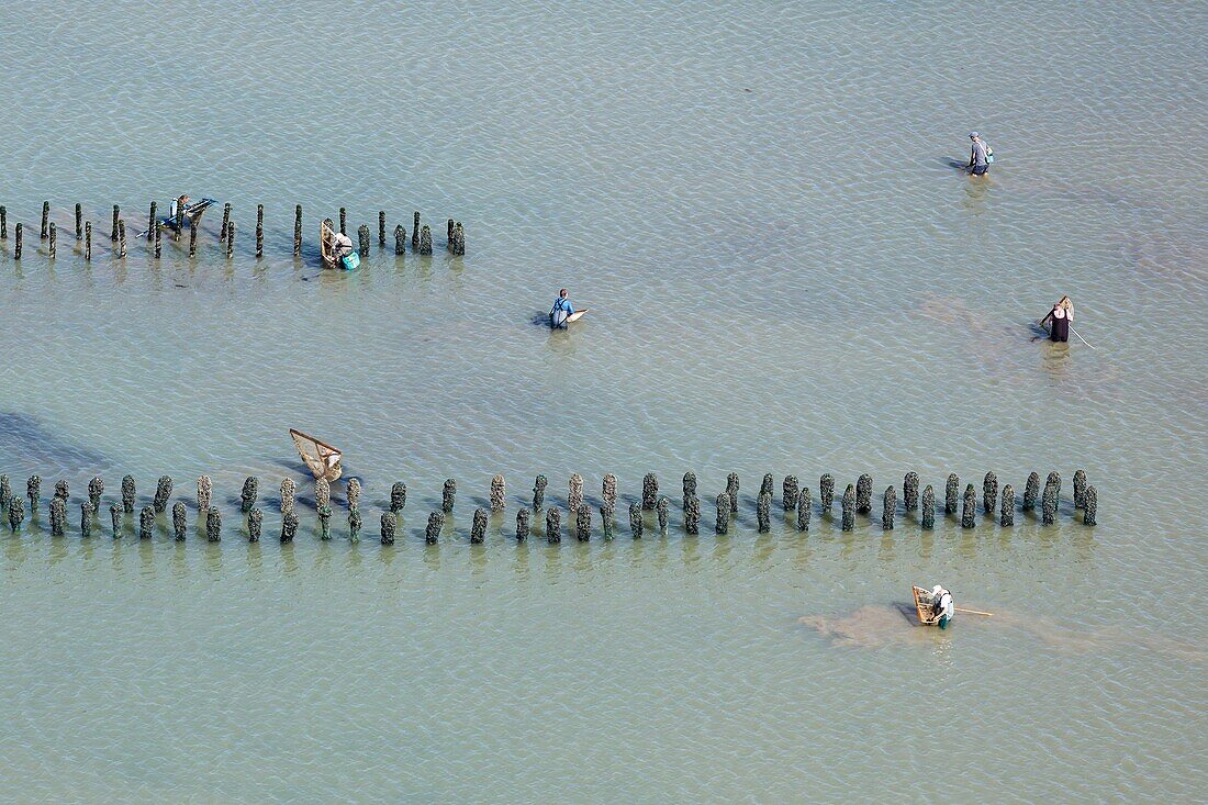 France, Vendee, La Gueriniere, fishermen with landing net in a mussel poles field (aerial view)\n