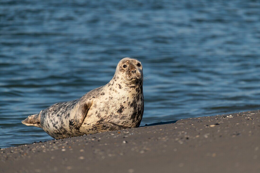 Frankreich, Somme, Baie de Somme, Le Hourdel, Urlauber schwimmen neben einem Seehund (Phoca vitulina) in der Baie de Somme