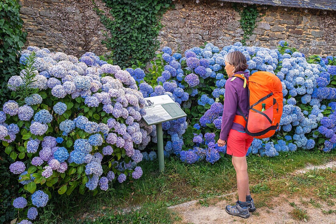 Frankreich, Finistere, Douarnenez, Standort Plomarc'h, geschütztes Naturgebiet entlang des Wanderwegs GR 34 oder des Zollwegs