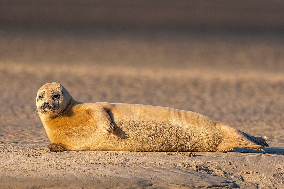 France, Pas de Calais, Opal Coast, Berck sur Mer, common seal (Phoca vitulina), seals are today one of the main tourist attractions of the Somme Bay and the Opal Coast\n