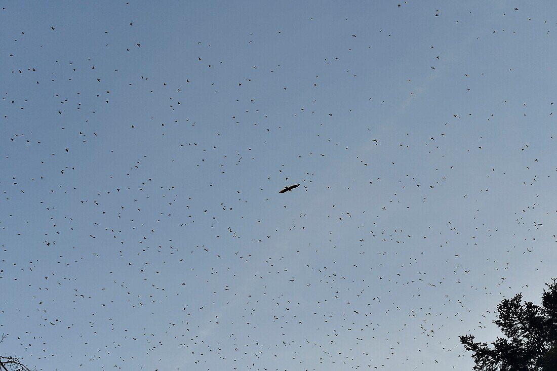 France, Doubs, Swiss border, bird, chaffinch (Fringilla montifringilla) gathering in dormitory for the night, raptor chasing in the middle of the flight, flying concentrate\n