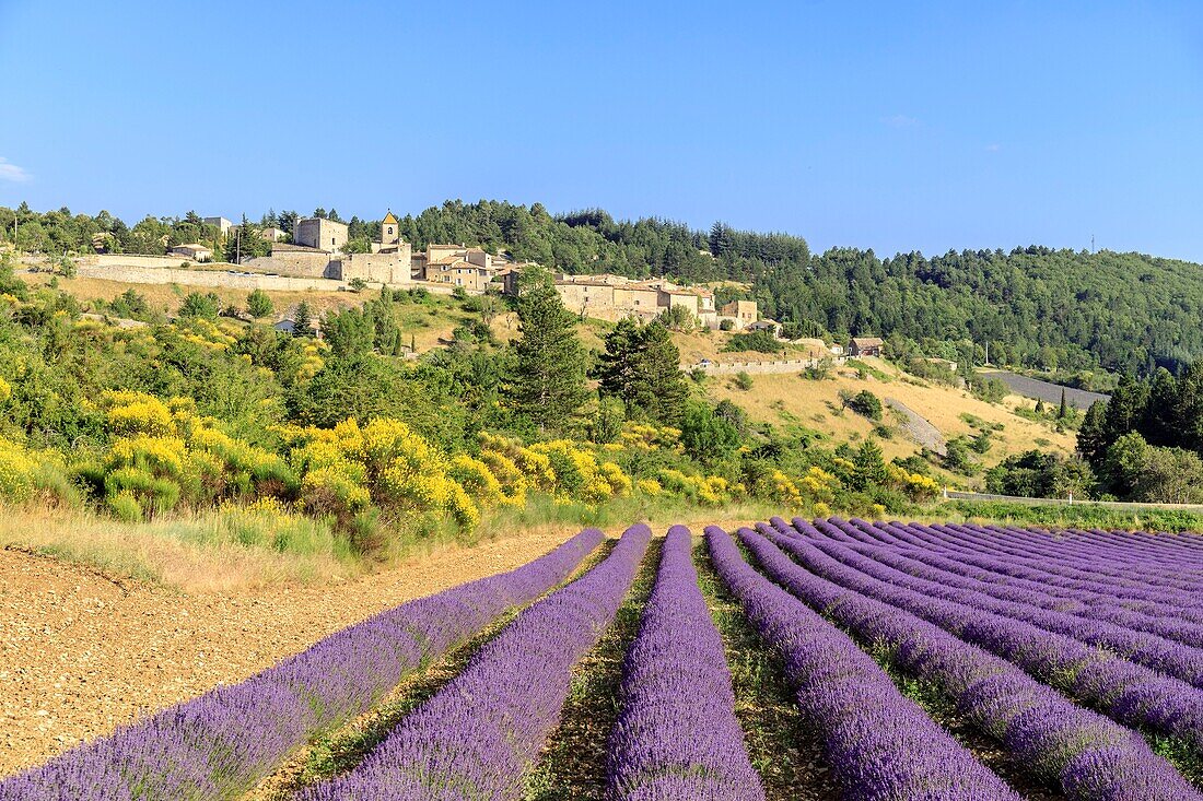 Frankreich, Vaucluse, Aurel, blühendes Lavendelfeld am Fuße des Dorfes