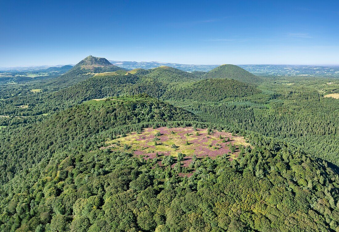 France, Puy de Dome, the Regional Natural Park of the Volcanoes of Auvergne, Chaine des Puys, Orcines, the summit of the Grand Sarcoui volcano covered with heather, the Puy de Dome volcano in the background (aerial view)\n