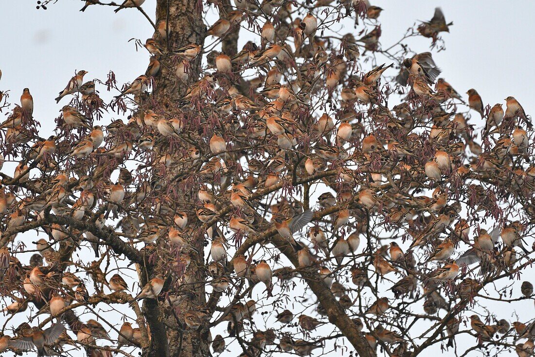 France, Doubs, Swiss border, bird, Chaffinch (Fringilla montifringilla) gathering in dormitory for the night\n