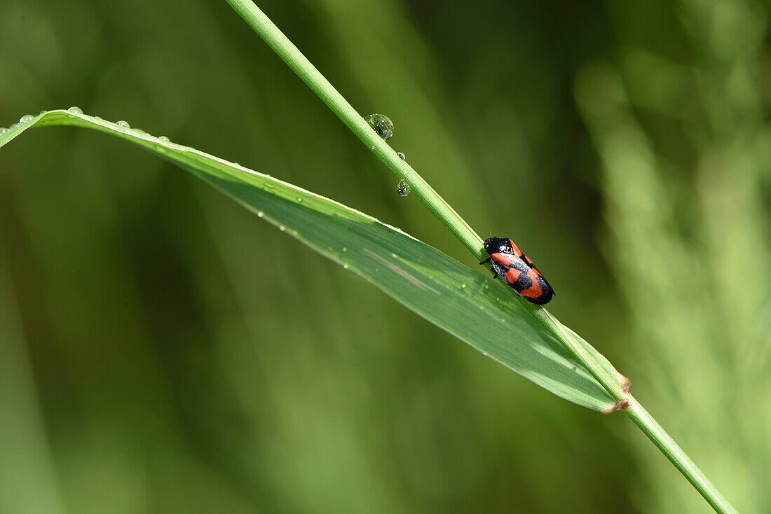 France, Territoire de Belfort, Foussemagne, meadow, Cercopis vulnerata, male\n