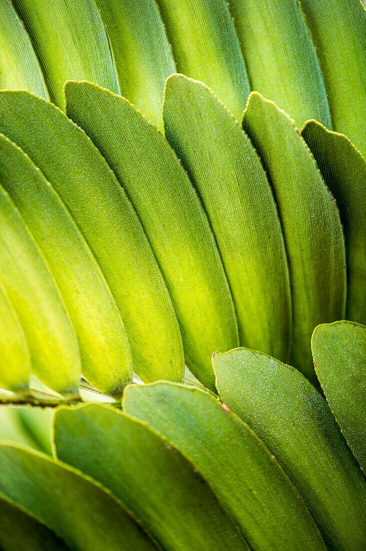 France, Caribbean, Lesser Antilles, Guadeloupe, Grande-Terre, Le Gosier, Creole Beach hotel, tropical plant detail in the garden\n