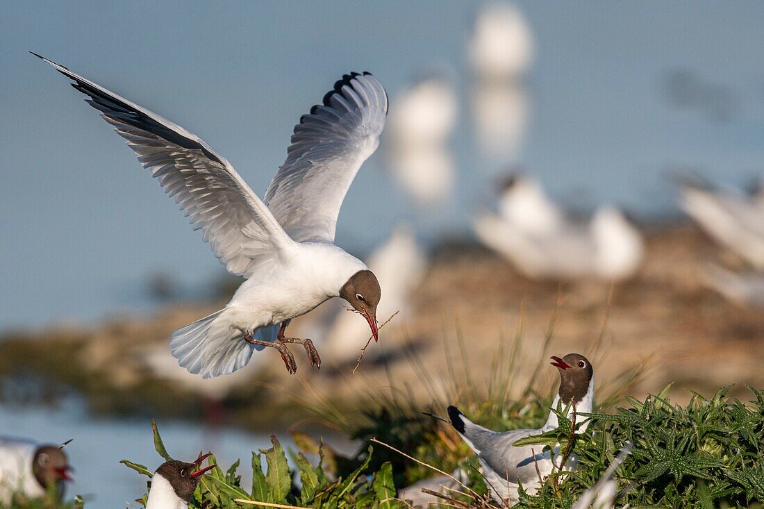 France, Somme, Bay of the Somme, Crotoy Marsh, Le Crotoy, every year a colony of black-headed gulls (Chroicocephalus ridibundus - Black-headed Gull) settles on the islets of the Crotoy marsh to nest and reproduce , the birds carry the branches for the construction of the nest\n