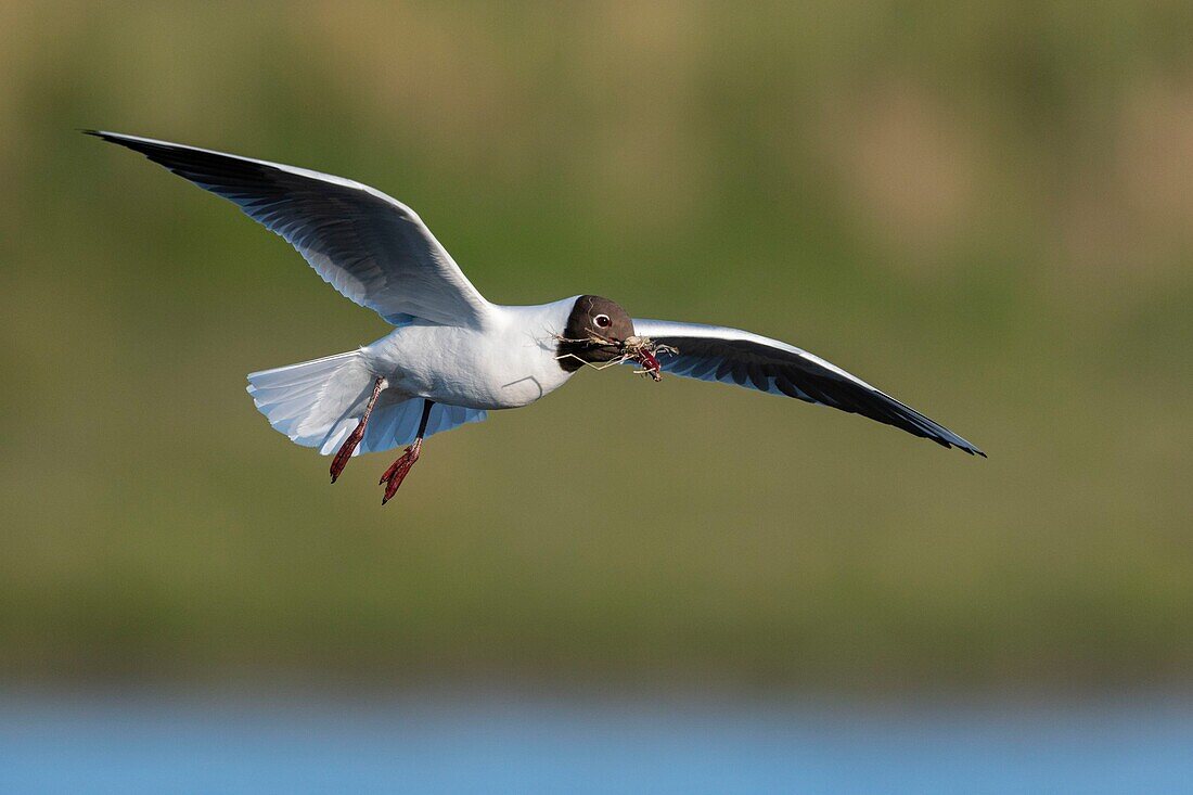 Frankreich, Somme, Somme-Bucht, Crotoy-Sumpf, Le Crotoy, jedes Jahr lässt sich eine Lachmöwenkolonie (Chroicocephalus ridibundus - Lachmöwe) auf den kleinen Inseln des Crotoy-Sumpfes nieder, um dort zu nisten und sich fortzupflanzen, die Vögel tragen die Zweige für den Nestbau