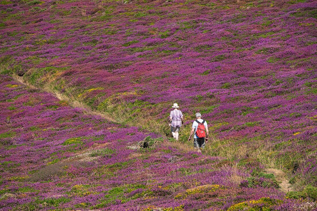 France, Finistere, Armorica Regional Natural Park, Crozon Peninsula, on the GR 34 hiking trail or customs trail\n