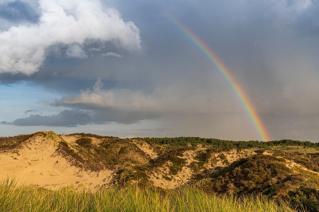 France, Somme, Quend-Plage, The dunes of Marquenterre at the end of the day between two showers in autumn\n