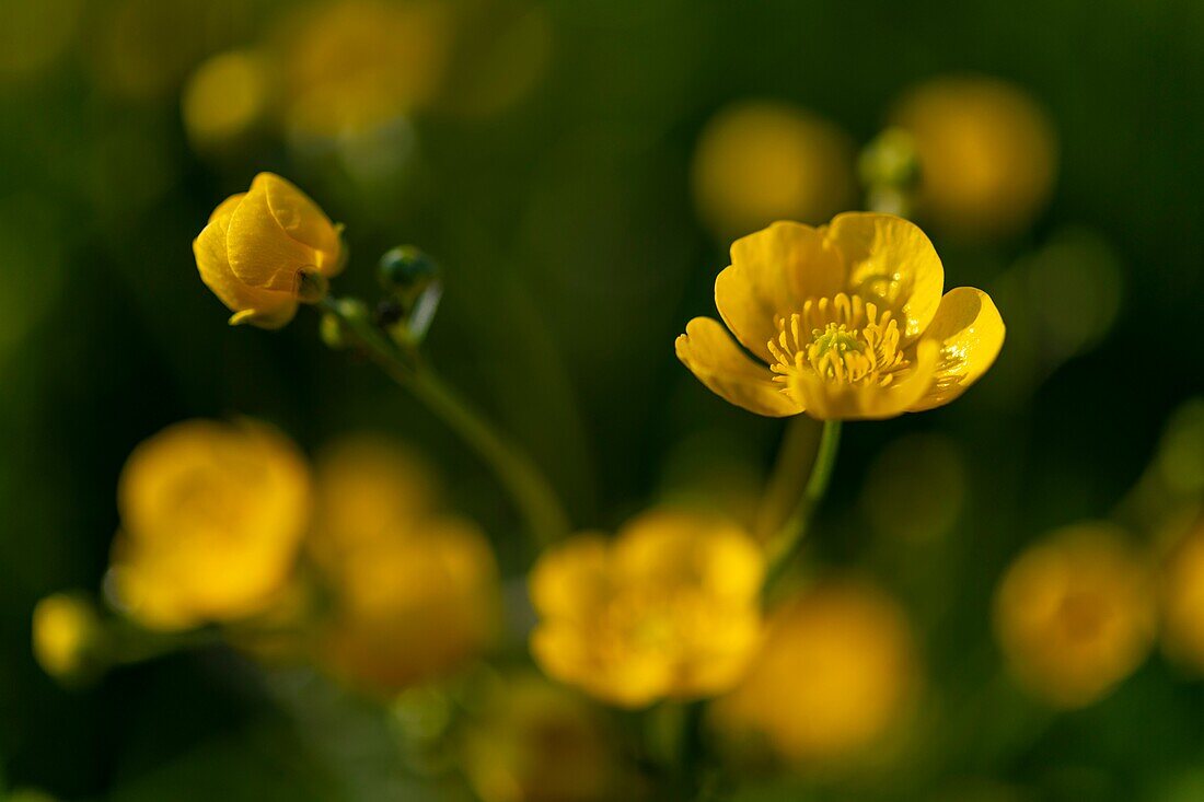 Frankreich, Ardennen, Carignan, Hahnenfuß (Ranunculus repens, Ranunculaceae) auf einer Weide im Frühling