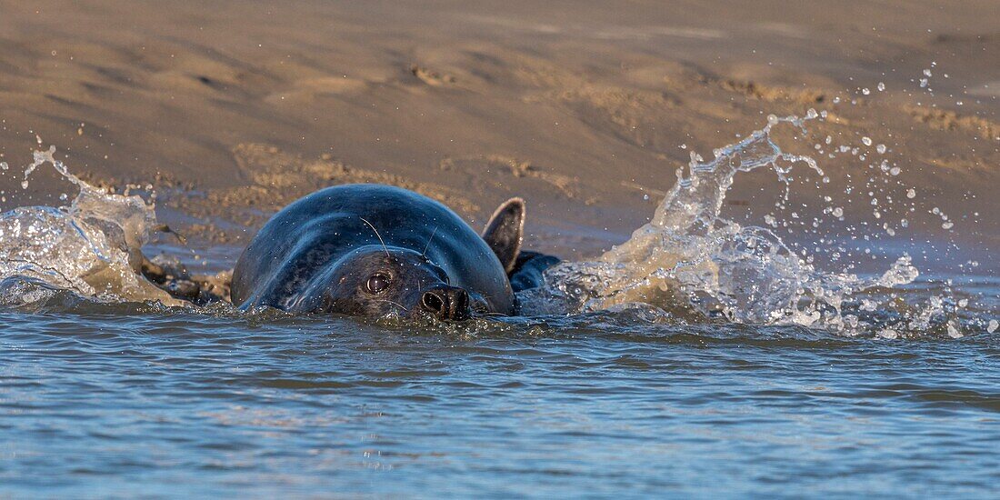 France, Pas de Calais, Opal Coast, Berck sur Mer, grey seal (Halichoerus grypus), seals are today one of the main tourist attractions of the Somme Bay and the Opal Coast\n