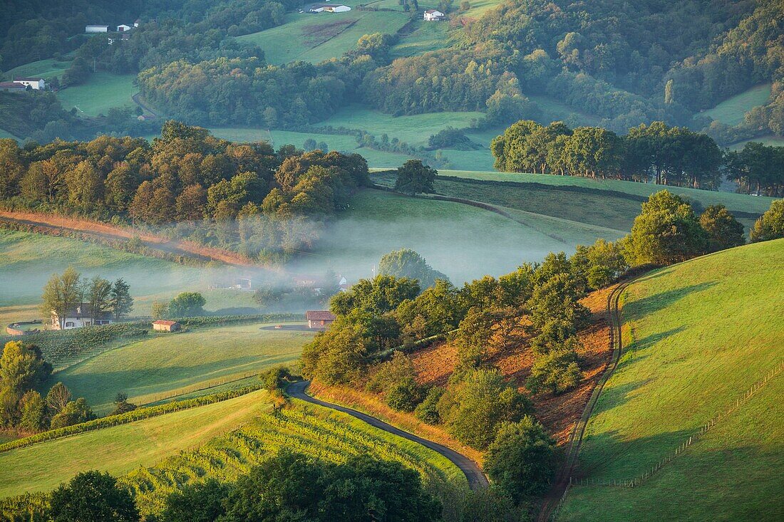 France, Pyrenees Atlantique, Basque Country, Irouleguy, Harvest in Arretxea Estate\n