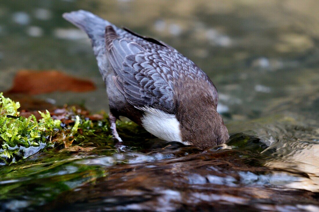 France, Doubs, Creuse Valley, bird, diving Cincle (Cinclus cinclus), white water hunting\n