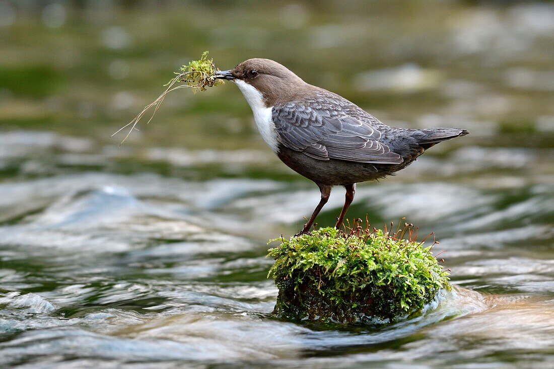 France, Doubs, Creuse Valley, bird, diving Cincle (Cinclus cinclus), nest construction\n