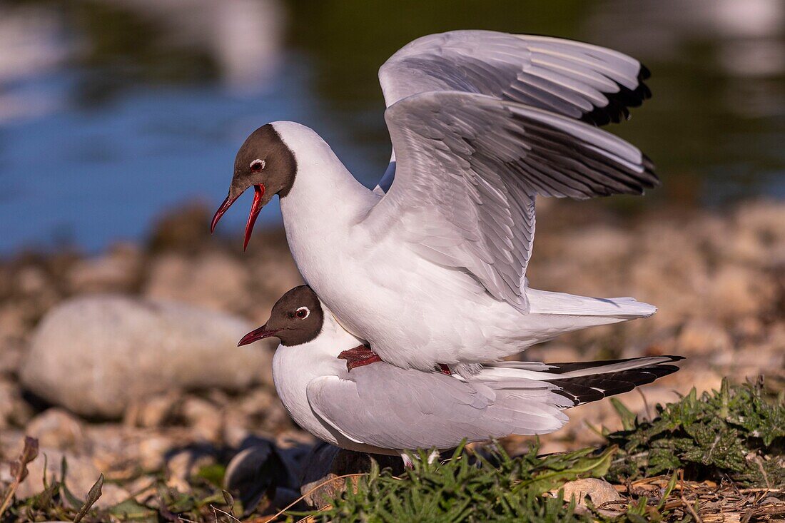 "Frankreich, Somme, Baie de Somme, Le Crotoy, Der Sumpf von Crotoy beherbergt jedes Jahr eine Lachmöwenkolonie (Chroicocephalus ridibundus - Lachmöwe), die sich auf den Inseln in der Mitte der Teiche niederlässt, um zu nisten und sich fortzupflanzen; die Paarungen sind regelmäßig"