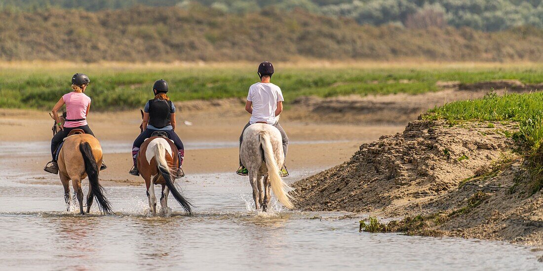 France, Somme, Somme Bay, Natural Reserve of the Somme Bay, Le Crotoy, Beaches of Maye, horse riders in the bed of the river La Maye which also flows into Baie de Somme\n