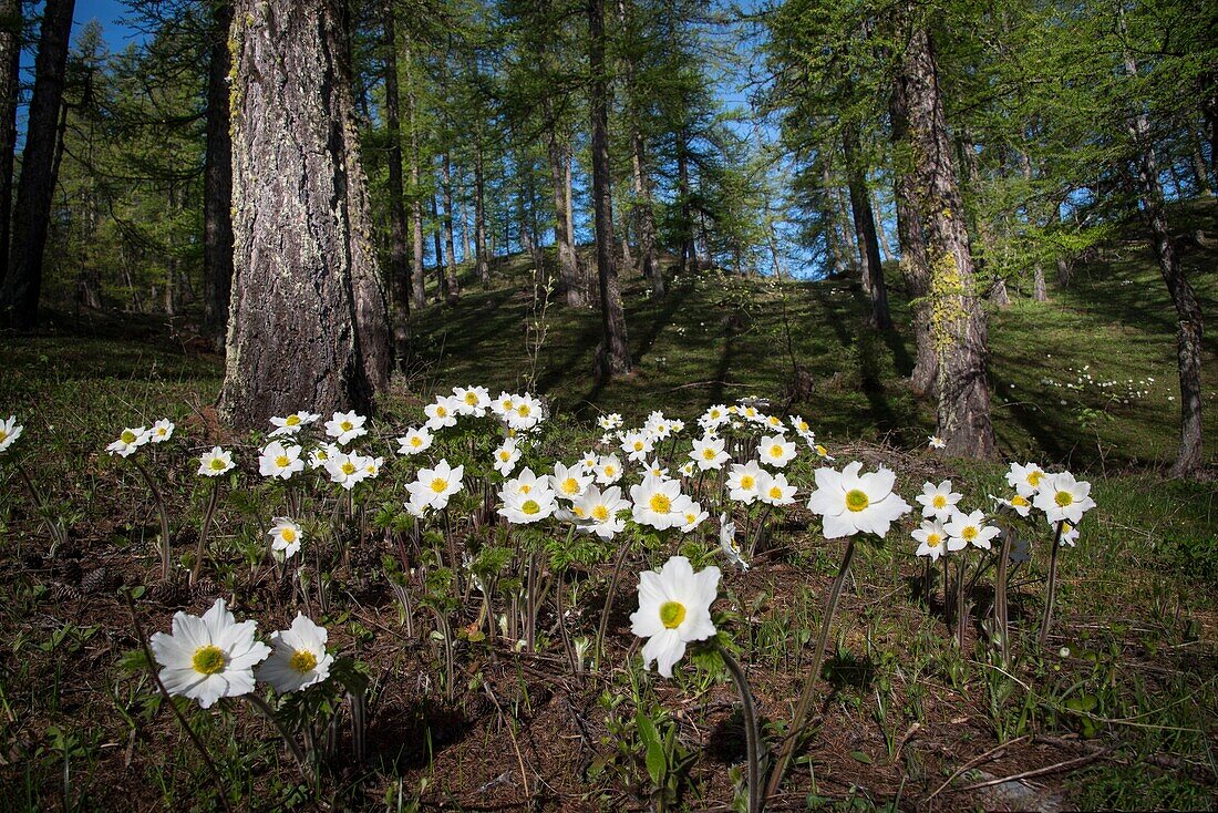 France, Hautes Alpes, massif of Oisans, Ecrins National Park, Vallouise, hike to Pointe des Têtes, alpine flora, anemone of the woods\n