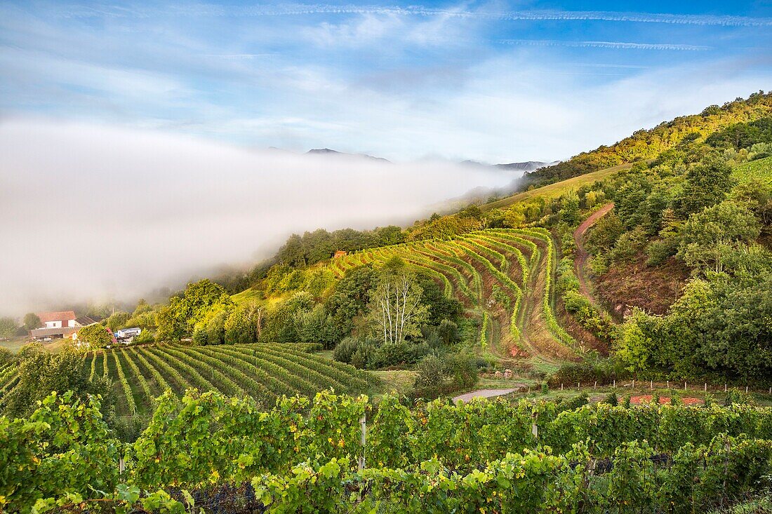 France, Pyrenees Atlantique, Basque Country, Irouleguy, Harvest in Arretxea Estate\n