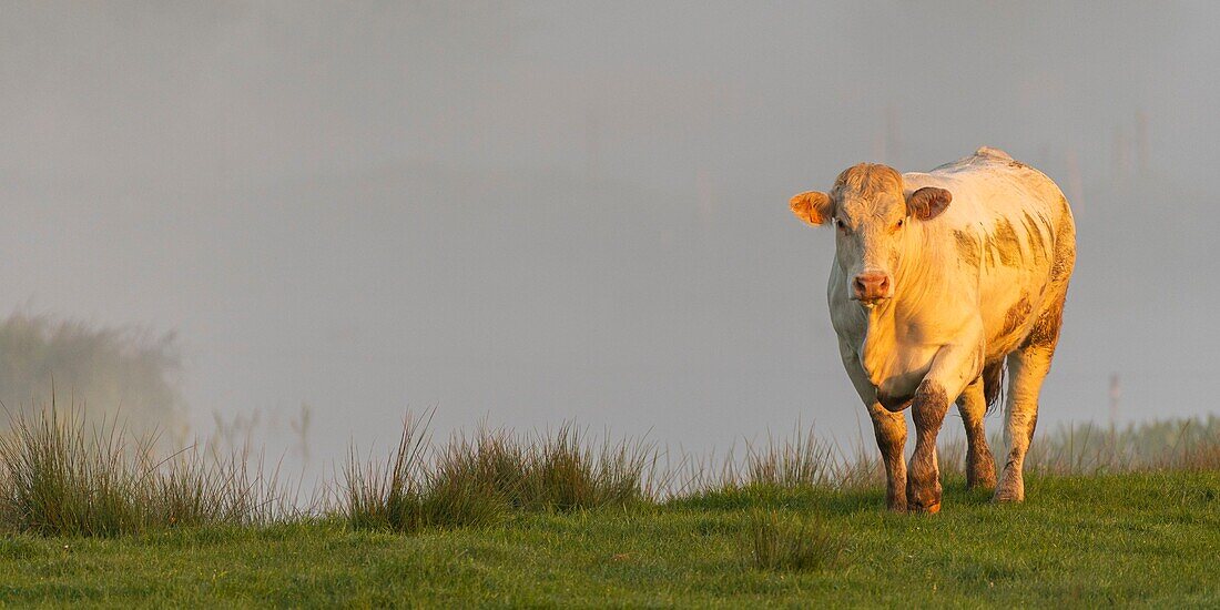 France, Somme, Baie de Somme, Noyelles sur Mer, Charolais cow grazing in the morning mist\n